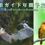 野鳥撮影ガイド年間予定
